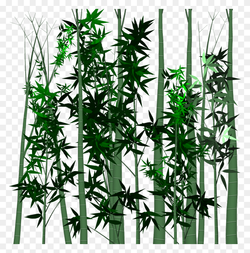 1260x1280 Leaf Bamboo Plant Hemp Family HD PNG Download