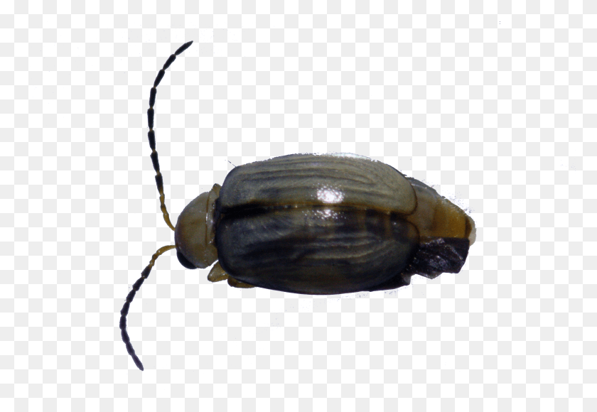 3888x2592 Escarabajo De La Hoja, Insecto, Invertebrado, Animal Hd Png