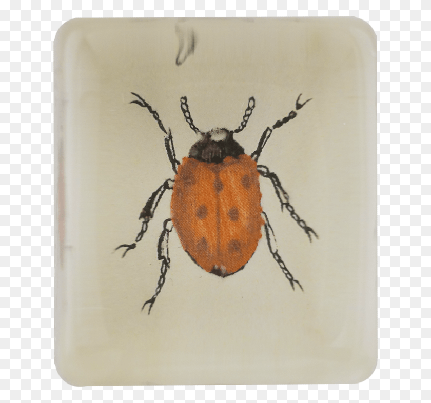 636x726 Leaf Beetle, Spider, Invertebrate, Animal HD PNG Download