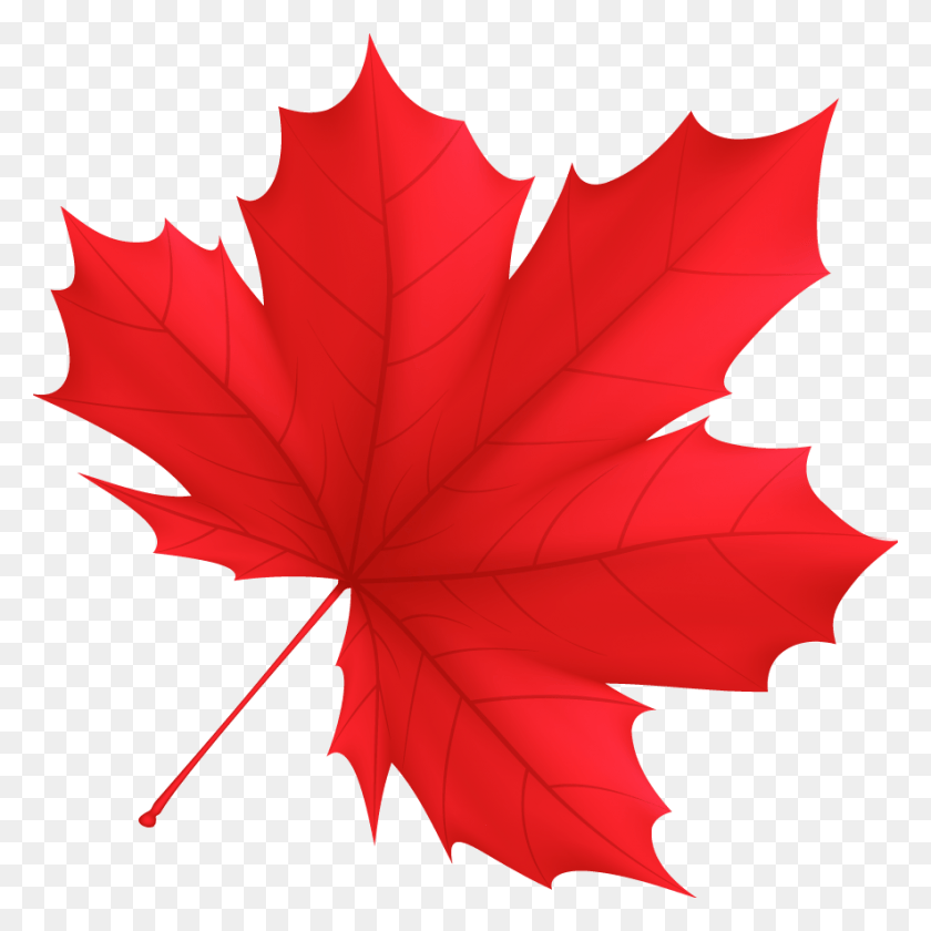 885x885 Leaf Blower Reviews Maple Leaf, Plant, Tree, Maple HD PNG Download