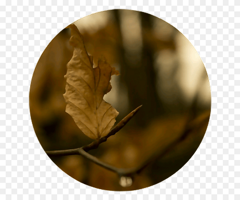 640x640 Leaf Branch Nature Brown Circle Aesthetic Aestheticcircle Hnh Chic L Ma Thu, Plant, Sphere, Fisheye HD PNG Download