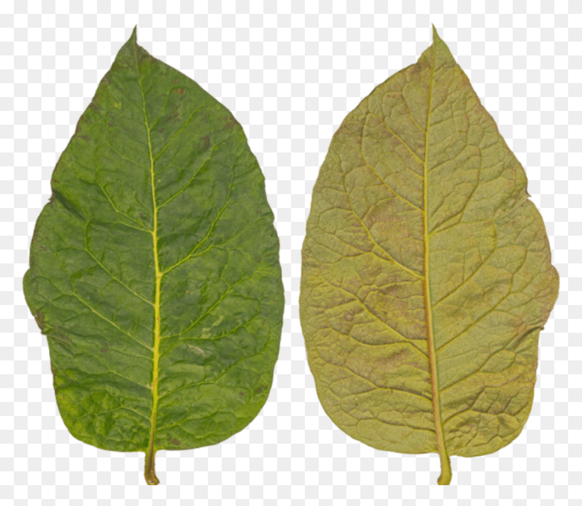 875x752 Leaf Buttonbush, Plant, Veins, Photography Descargar Hd Png