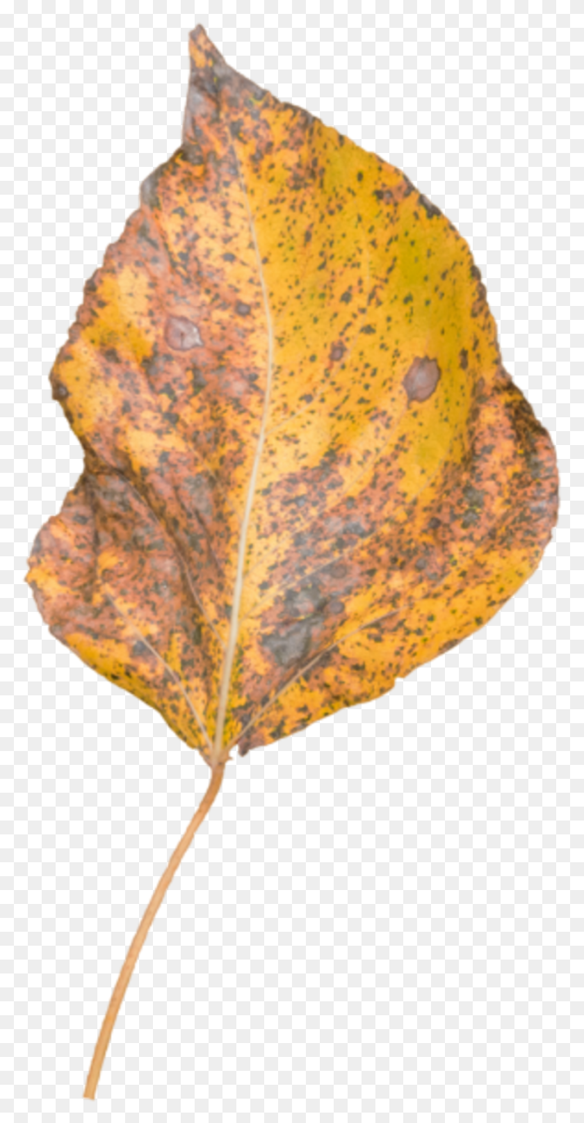 875x1745 Leaf Fall Autumn, Plant, Veins, Pineapple HD PNG Download