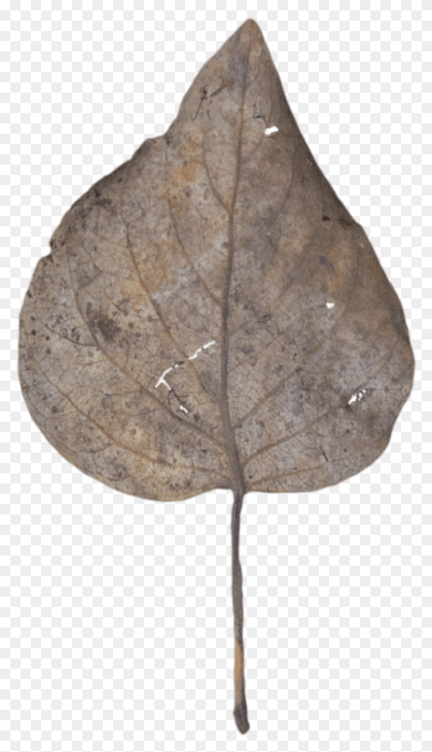 859x1544 Leaf Fall Dead Gambel Oak, Planta, Lámpara, Árbol Hd Png