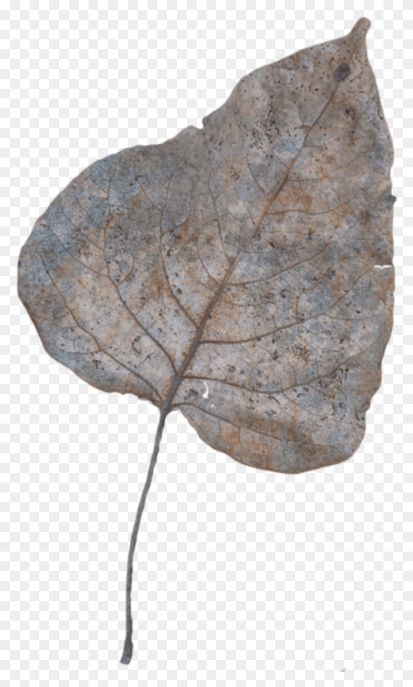 872x1493 Leaf Fall Dead Red Bud, Plant, Rock, Soil HD PNG Download