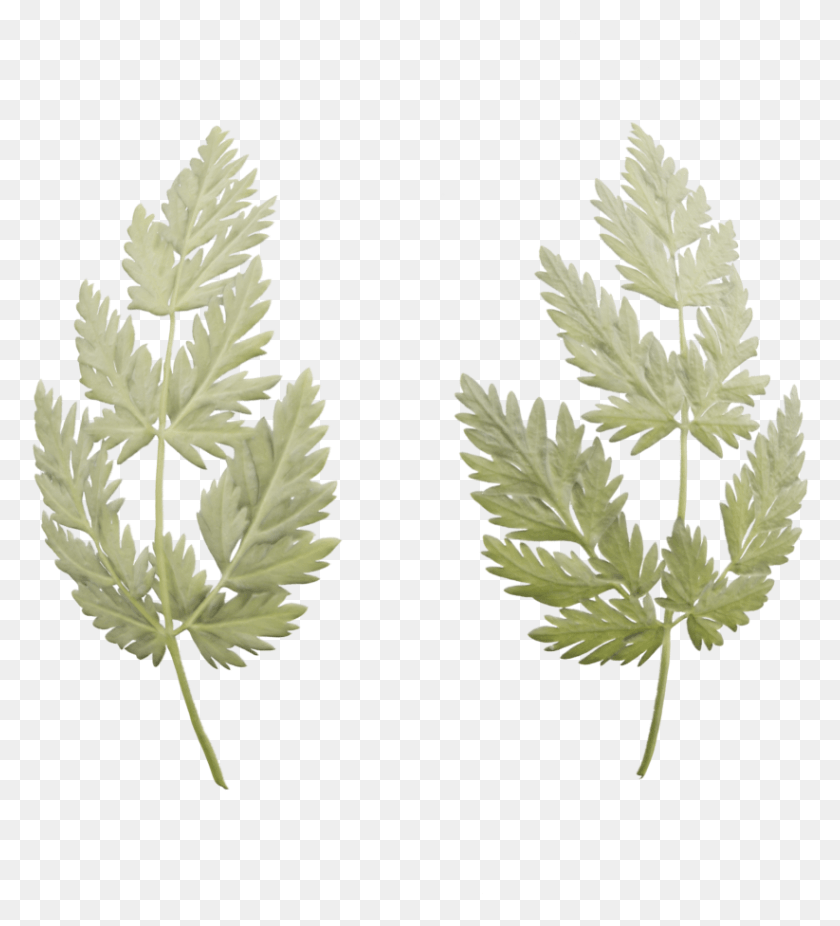 779x866 Leaf Fines Herbes, Plant, Vase, Jar HD PNG Download