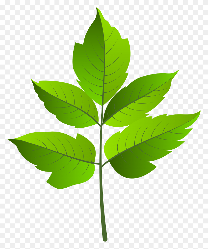 6549x7919 Лист Зеленый Клип Ар, Растение, Кленовый Лист Hd Png Скачать