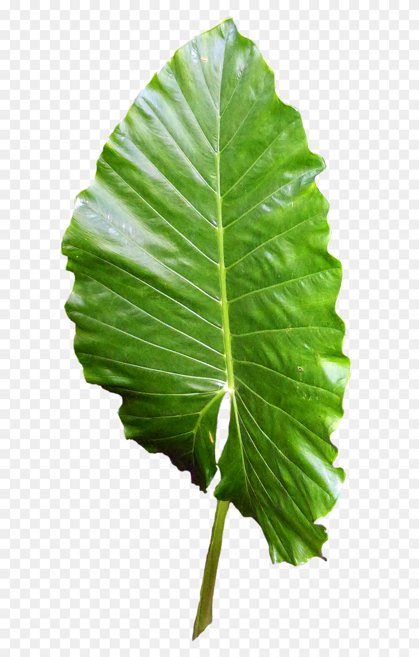 648x1257 Leaf Green Leaves Green Leaf Image, Plant, Veins HD PNG Download