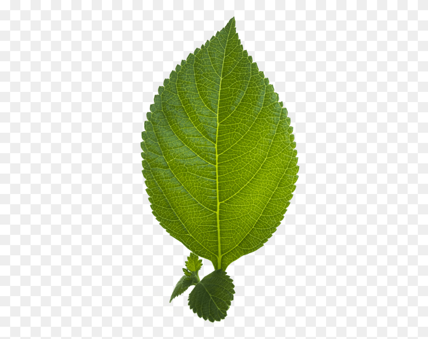 337x604 Leaf Leaf, Plant, Veins, Green HD PNG Download