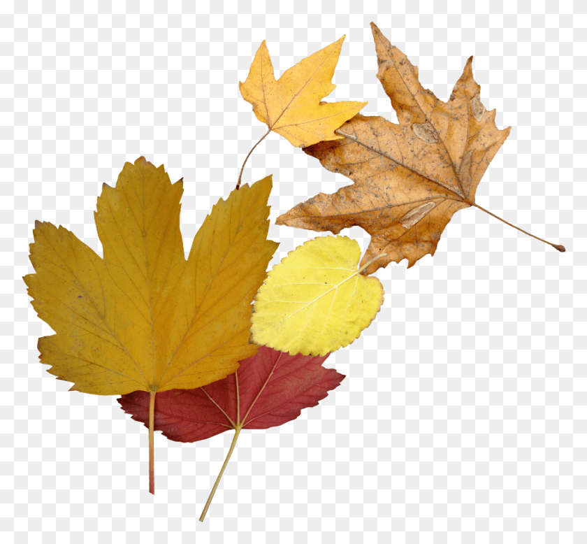 871x802 Осенние Листья Осенние Листья Осенние Листья Осенние Листья Осенние Листья Кленовый Лист, Растение, Дерево, Клен Hd Png Скачать