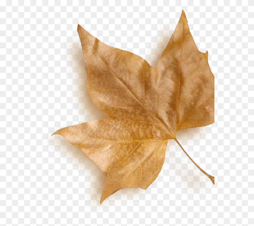 578x686 Leaf Maple Leaf, Plant, Tree HD PNG Download