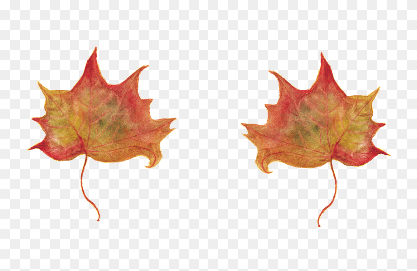 860x535 Leaf Maple Leaves Red Leaf Autumn Leaf Folhas De Platano, Plant, Tree, Maple Leaf HD PNG Download