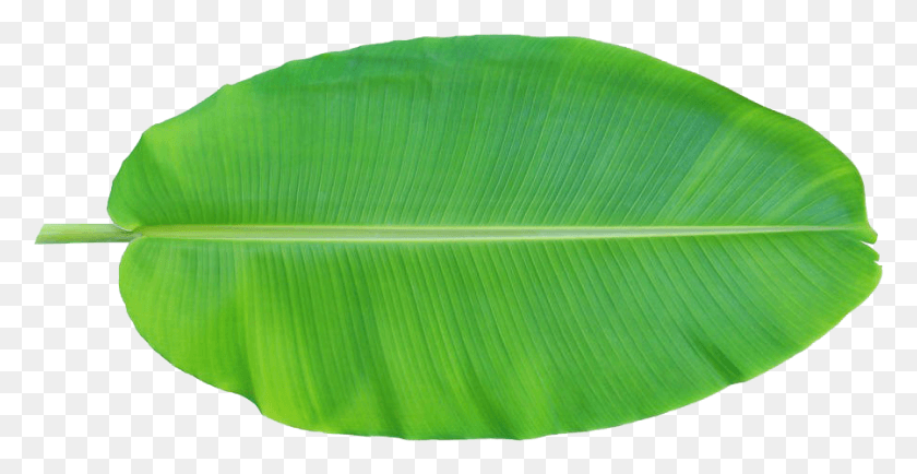 899x432 Leaf Musa Basjoo Xd Banana Leaf, Plant, Green, Tree HD PNG Download