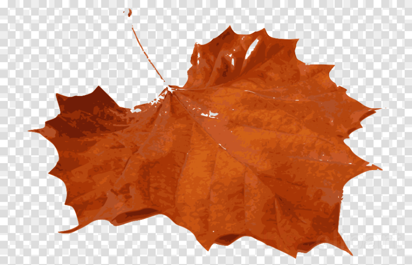 900x580 Leaf Orange Leaves Real, Plant, Tree, Maple Leaf, Maple Transparent PNG