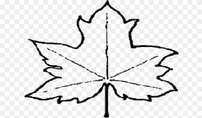 643x490 Leaf Outline Clipart, Maple Leaf, Plant, Tree PNG