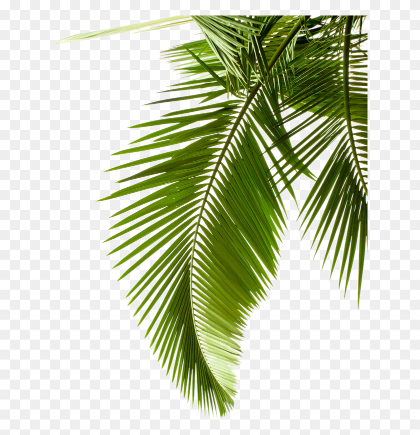 630x811 Лист Узор Дерево Arecaceae Бумага Пальмовая Ветвь Клипарт Фоны Белый И Зеленый, Растение, Растительность, Вены Hd Png Скачать