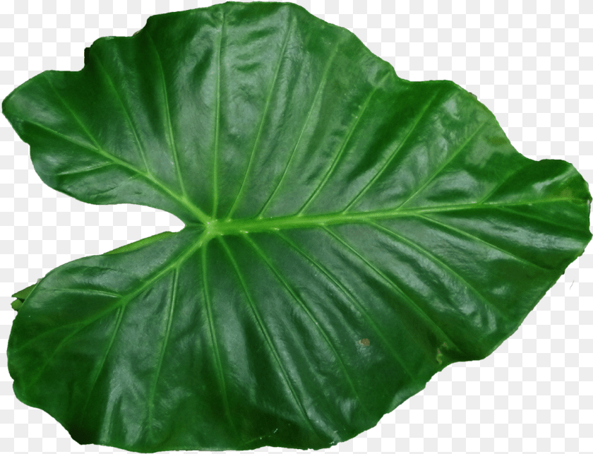 Leaf Pic Leaf, Plant, Flower Clipart PNG