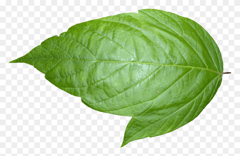 3216x2016 Hoja De Imagen De Imágenes Hoja De Fondo Transparente Hd Png Descargar