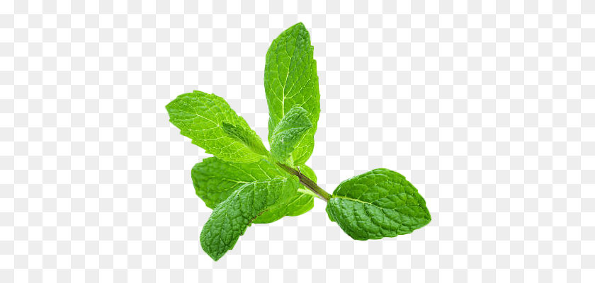 378x340 Leaf Plant Mint Leaves Peppermint White Background, Potted Plant, Vase, Jar HD PNG Download
