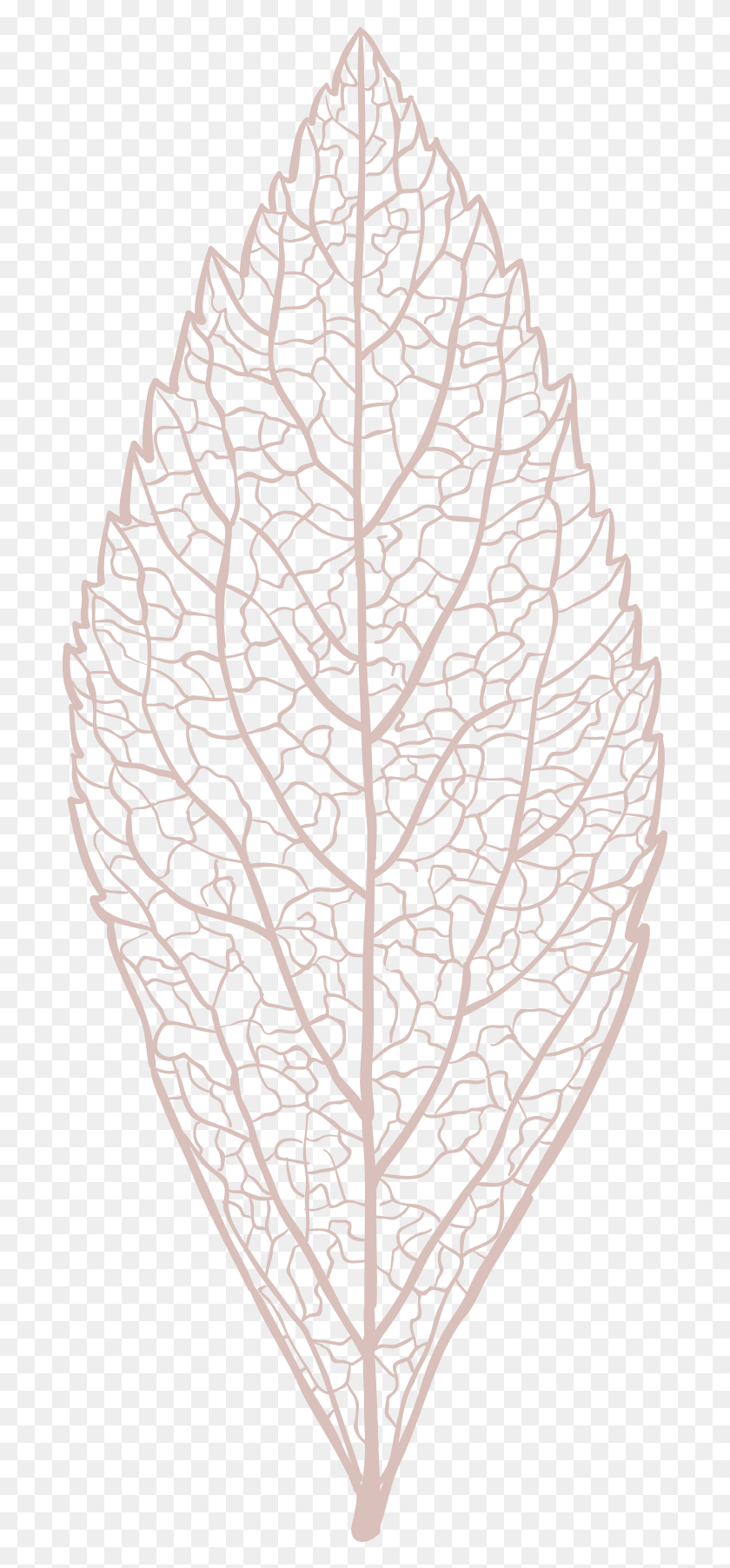 697x1744 Leaf Skeleton Pngclick For Motif, Veins, Pattern, Spider Web HD PNG Download