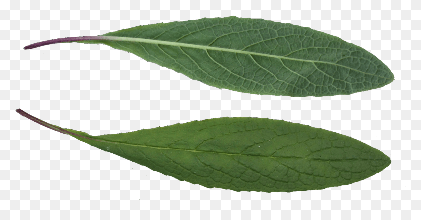 1519x740 Leaf Texture Ilex Decidua, Plant, Veins, Annonaceae HD PNG Download
