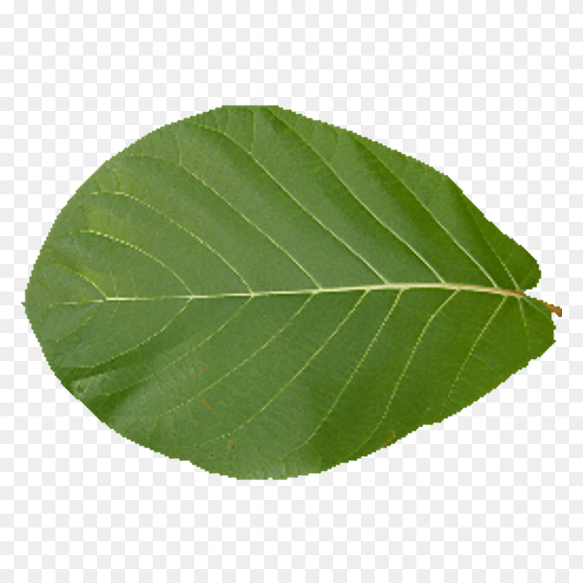 1024x1024 Leaf Texture Leaf Texture, Plant, Tennis Ball, Tennis HD PNG Download
