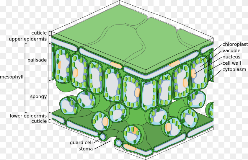 Leaf Tissue Structure Palisade Layer Of Leaf, Neighborhood Sticker PNG