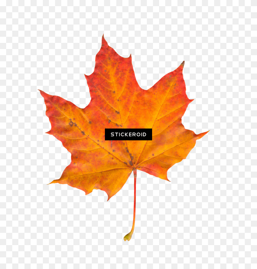 1820x1909 Leaf Transparent Fall Leaf, Plant, Tree, Maple HD PNG Download