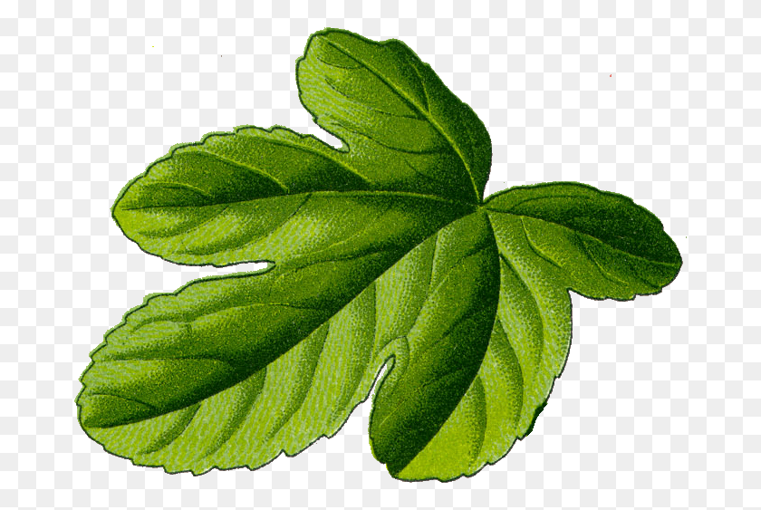 676x503 Leaf Transparent Fig Leaf, Plant, Potted Plant, Vase HD PNG Download