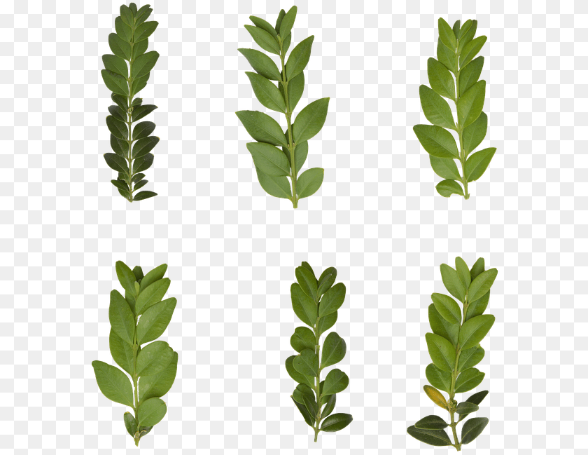 587x649 Leaf Transparent Plant Green Nature Leaves Gambel Oak, Vegetation, Astragalus, Flower, Tree Sticker PNG