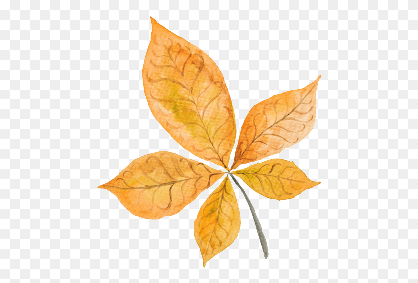 456x509 Leaf Vector Autumn, Plant, Veins HD PNG Download