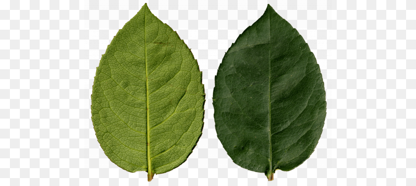 Leaf Vine Ivy, Plant, Flower Sticker PNG