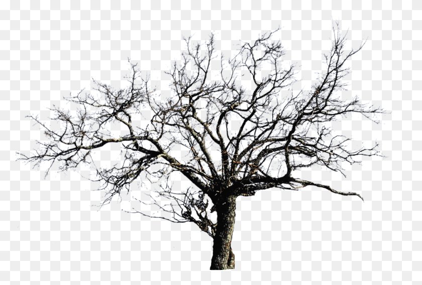 1012x660 Безлистное Дерево Изображения Прозрачного Фона Безлистное Дерево, Природа, На Открытом Воздухе, Лед Png Скачать