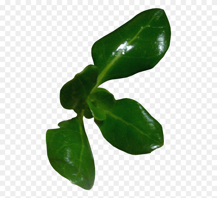 487x707 Leafs Herb, Leaf, Plant, Spinach HD PNG Download