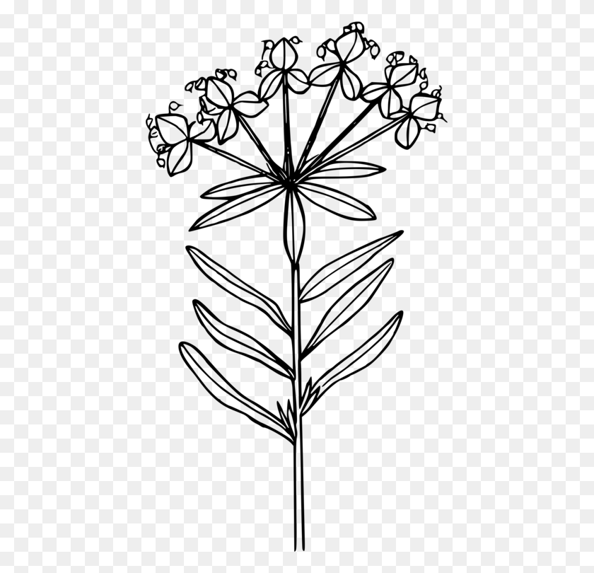 428x750 Leafy Spurge Coloring Book Line Art Drawing Computer Wild Flower Black White, Gray, World Of Warcraft HD PNG Download