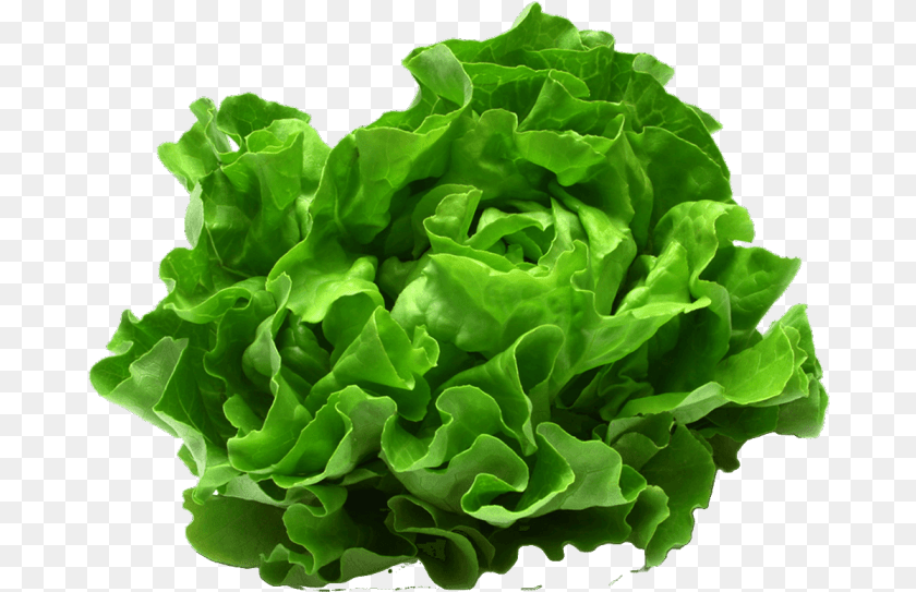 681x543 Leafy Vegetable, Food, Lettuce, Plant, Produce Sticker PNG