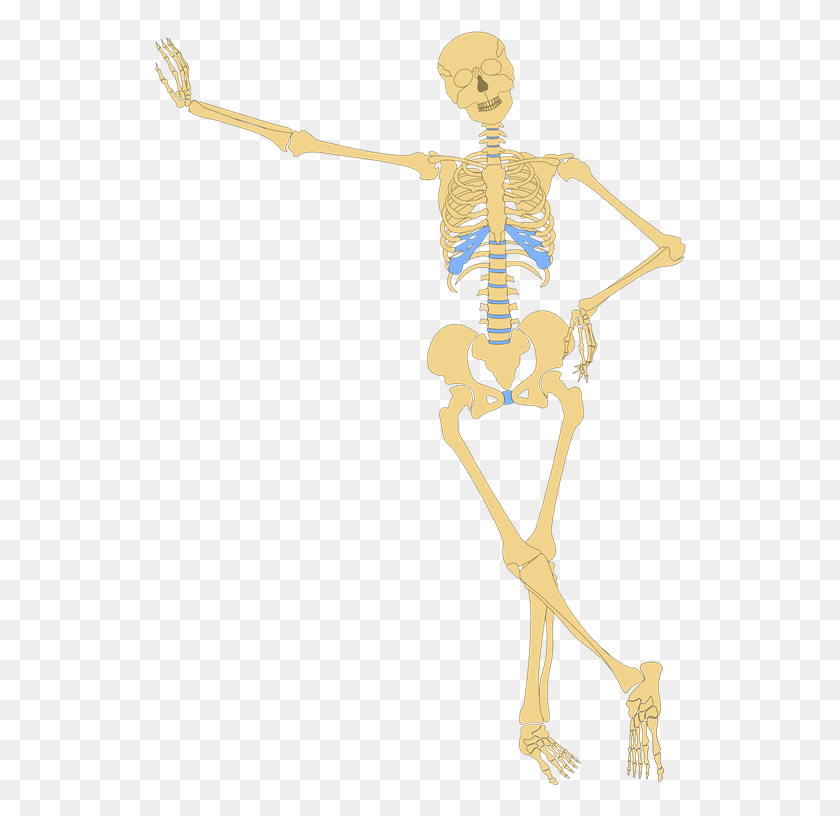 532x756 Lean Skeleton Skeletal System Vector, Person, Human HD PNG Download