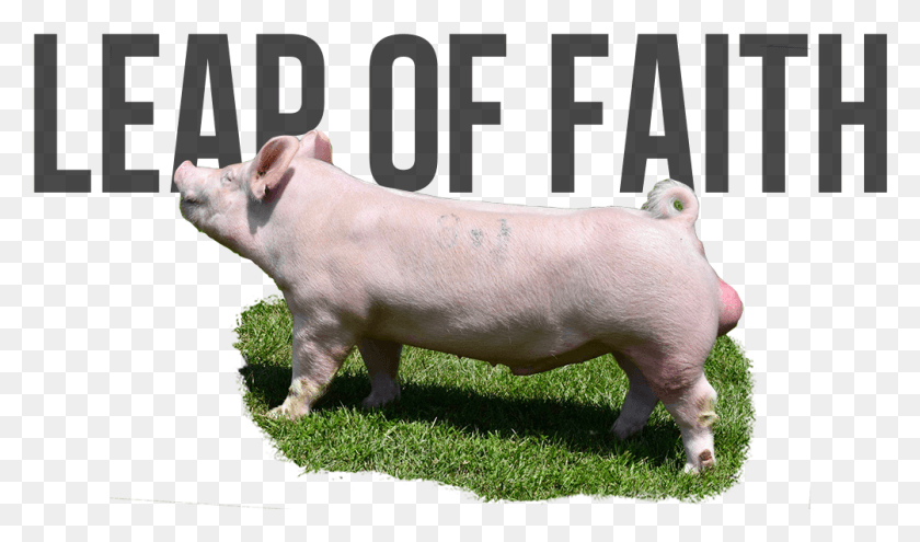 1004x561 Leaps Amp Bounds X Wow Domestic Pig, Mammal, Animal, Hog HD PNG Download