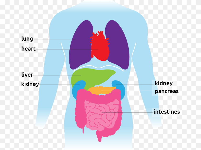 Learn More About An Organ Organ Facts, Adult, Male, Man, Person Sticker PNG