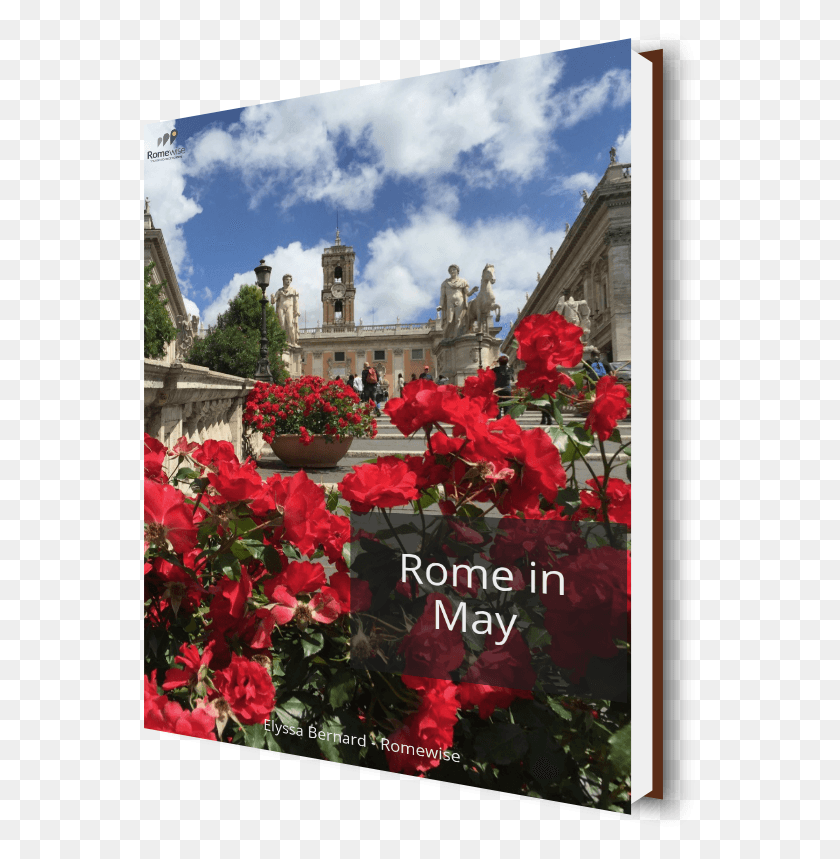 554x799 Learn More Capitoline Hill, Geranium, Flower, Plant HD PNG Download