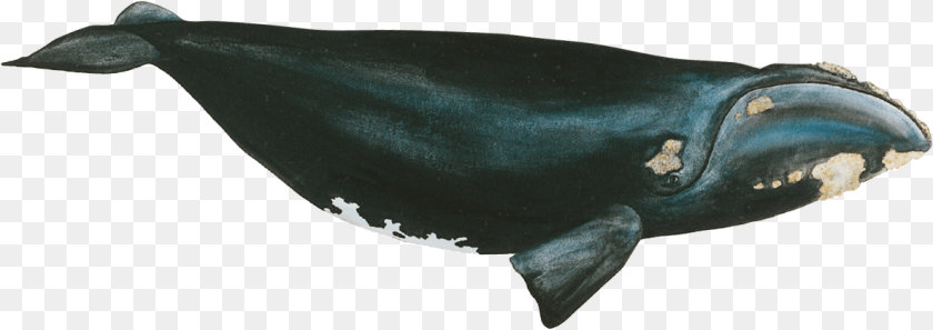 1185x419 Leather, Animal, Mammal, Sea Life, Whale Transparent PNG