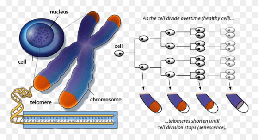925x472 Leave A Reply Cancel Reply Cell Telomere, Diagram, Plot, Network HD PNG Download