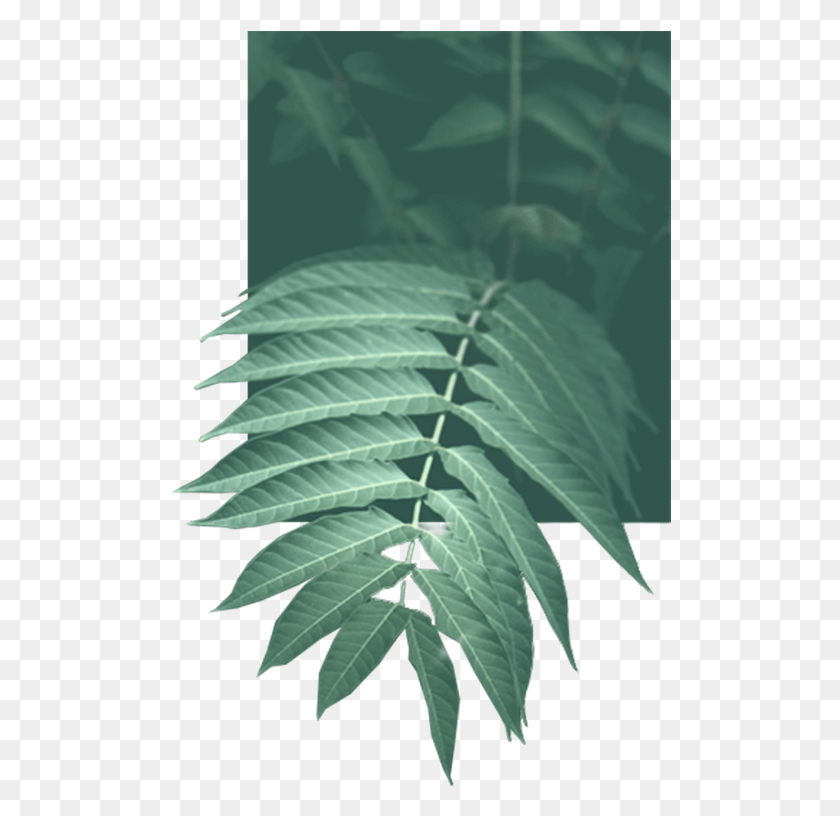 502x756 Leave A Reply Cancel Reply Smooth Sumac, Leaf, Plant, Fern HD PNG Download