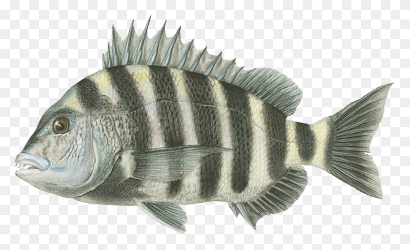 940x545 Leave A Reply Pilotfish, Perch, Fish, Animal HD PNG Download
