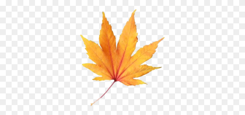 293x334 Leave Fall Aesthetic Freetoedit Maple Leaf, Leaf, Plant, Tree HD PNG Download