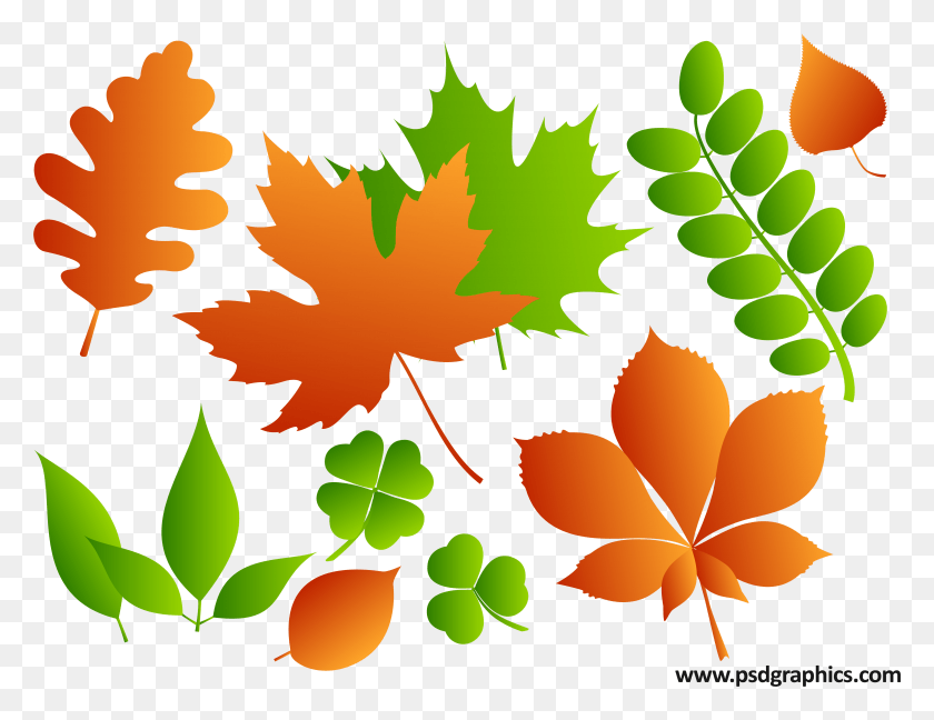 4792x3614 Leave Vector Leaf, Plant, Tree, Green HD PNG Download