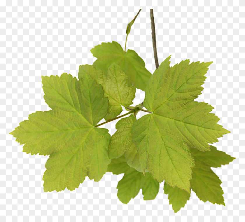 802x720 Листья Acer Graphics Clipping Feuille De Vigne, Лист, Растение, Насекомое Png Скачать
