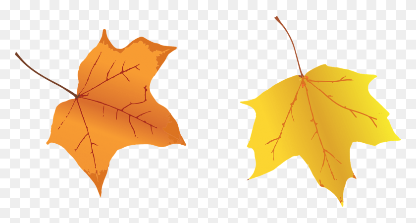 1280x640 Leaves Autumn Fall Foliage Leaf Image Jesenn Listy, Plant, Tree, Maple HD PNG Download