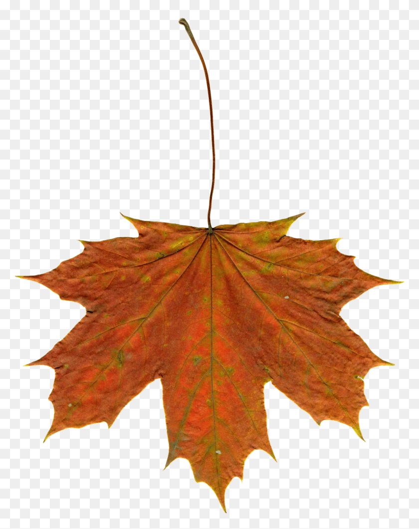 997x1280 Leaves Autumn Leaves Clipart Image, Leaf, Plant, Tree HD PNG Download