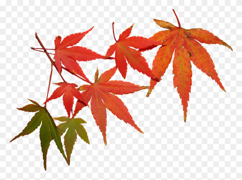 933x676 Leaves Autumn Tree Maple Seasonal Foliage Feuilles Automnes, Leaf, Plant, Maple Leaf HD PNG Download